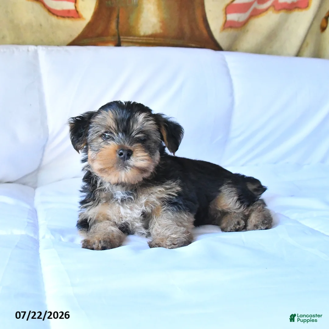 Yorkshire Terrier dogs for sale: Rocky - Ad 1