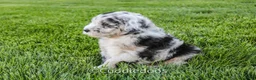 Sheepadoodle dogs for sale: Zinnia - Ad 5