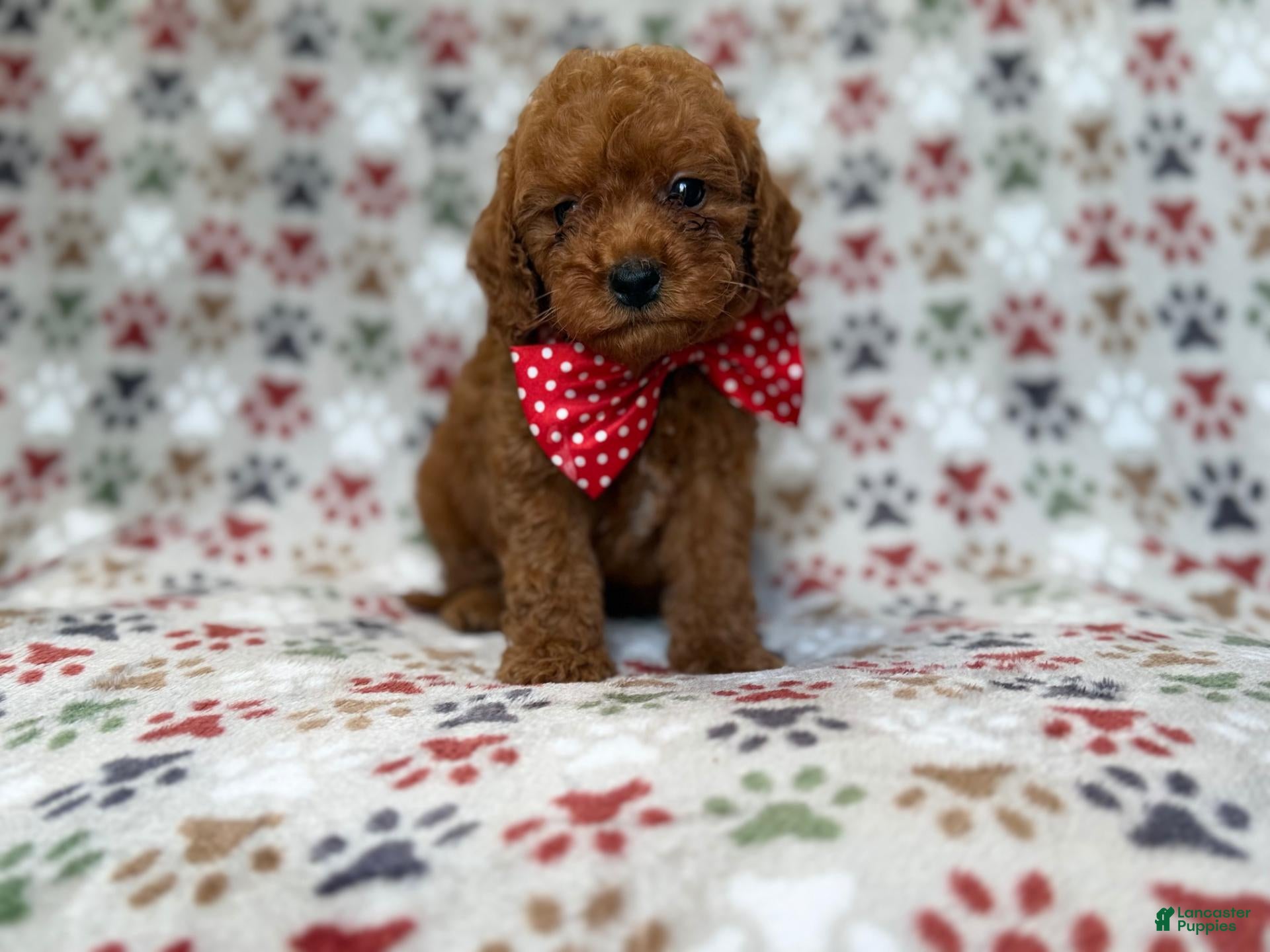 Cavapoo dogs Lucky - Ad 9