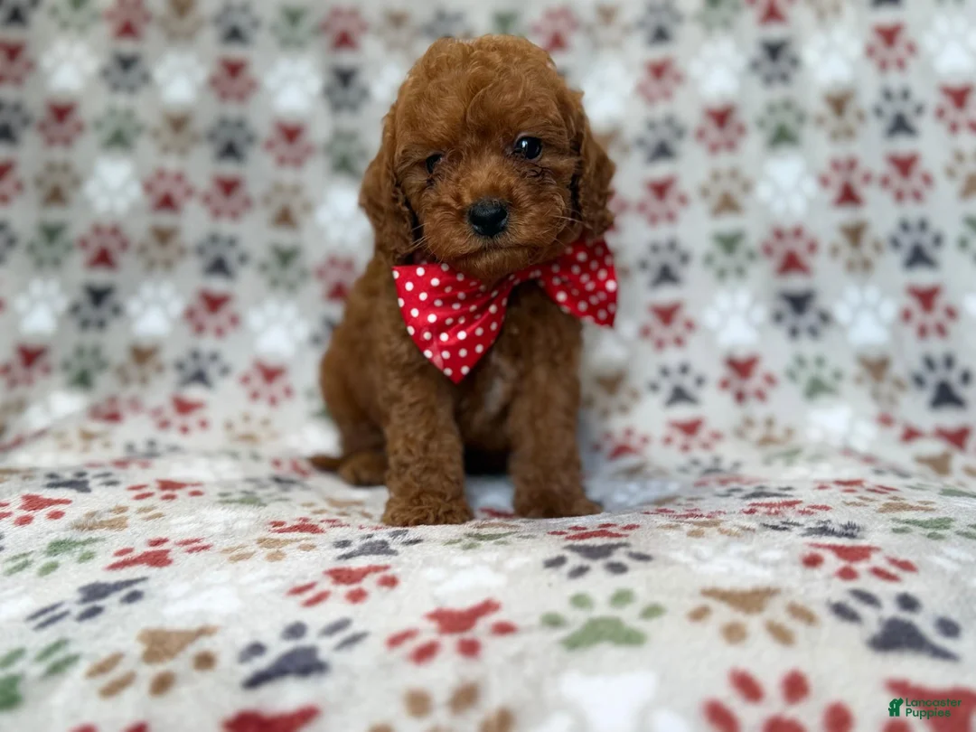 Cavapoo dogs for sale: Lucky - Ad 1