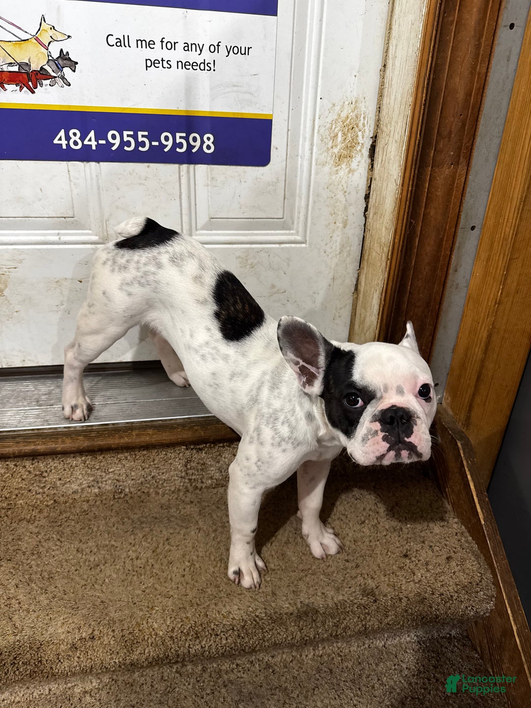 French Bulldog dogs for sale: French Bulldog Puppy 1 “Seamus” - Ad 3