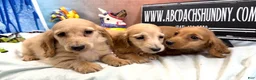 Dachshund dogs for sale: ee boy - Ad 7