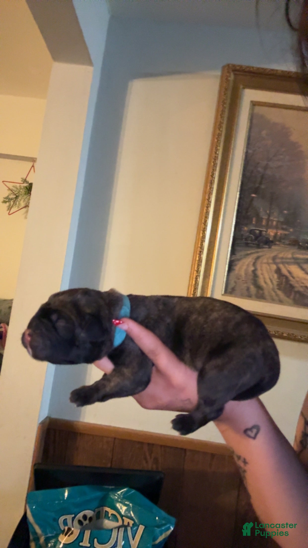 Cane Corso dogs dark blue collar - Ad 16