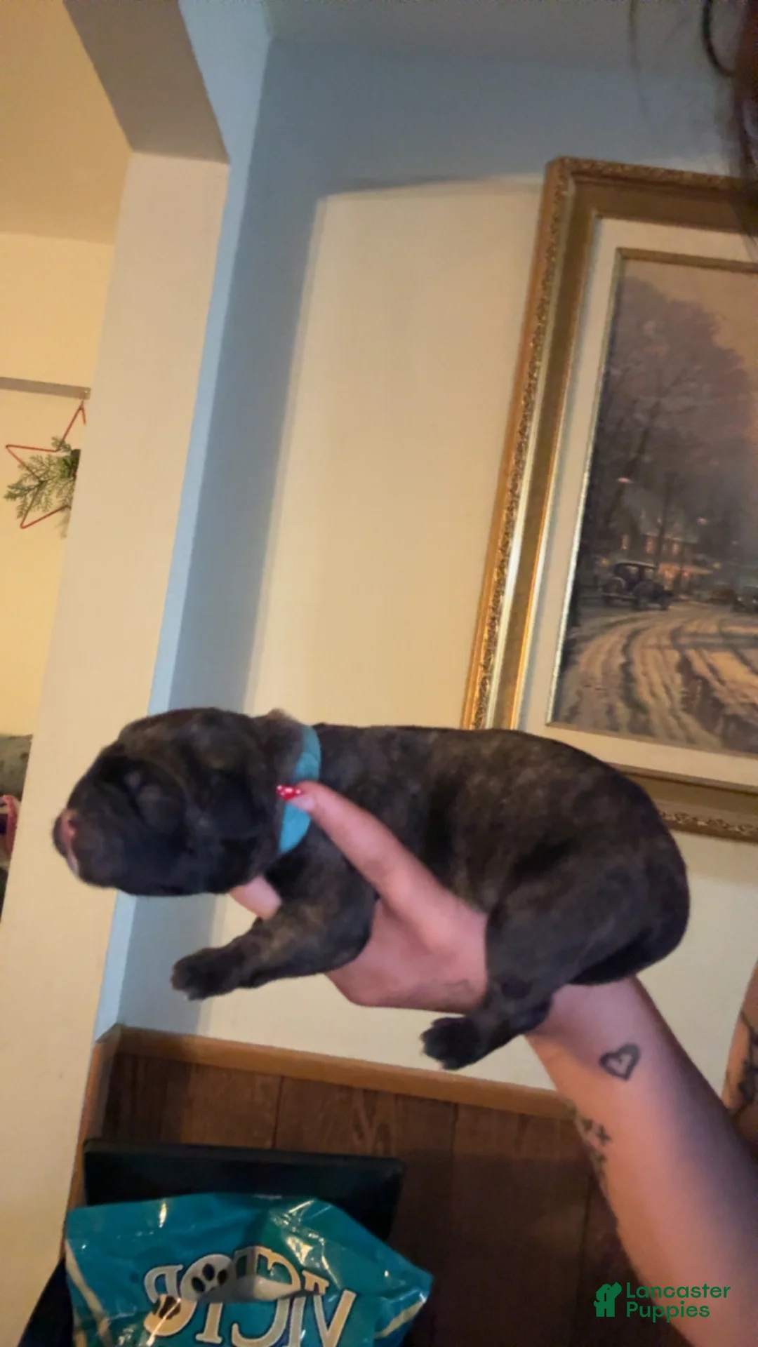 Cane Corso dogs for sale: dark blue collar - Ad 1
