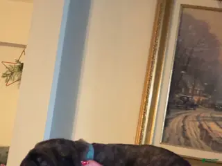 Cane Corso dogs dark blue collar - Ad 20