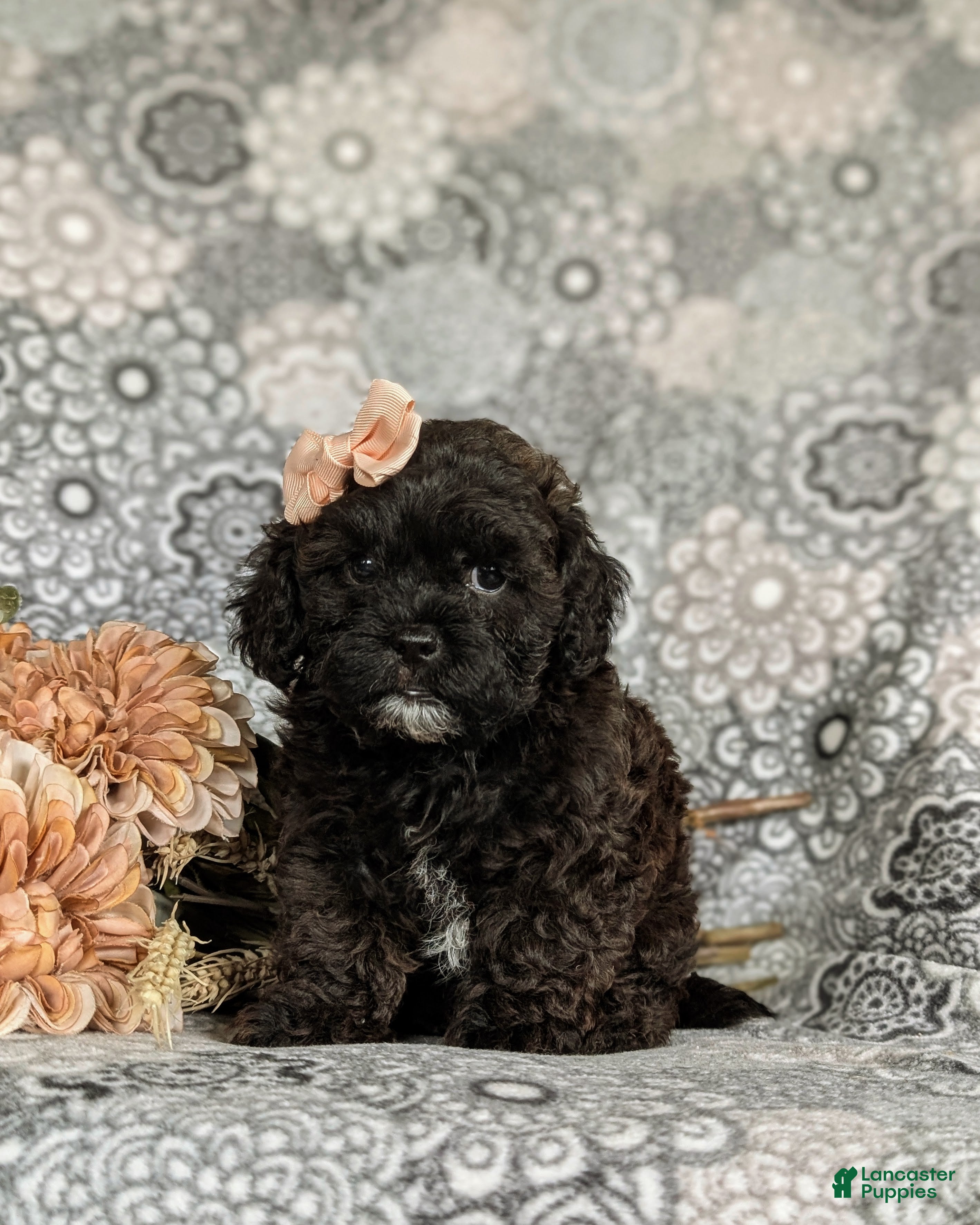 Shihpoo dogs Dolly - Ad 32