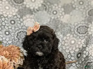 Shihpoo dogs Dolly - Ad 32