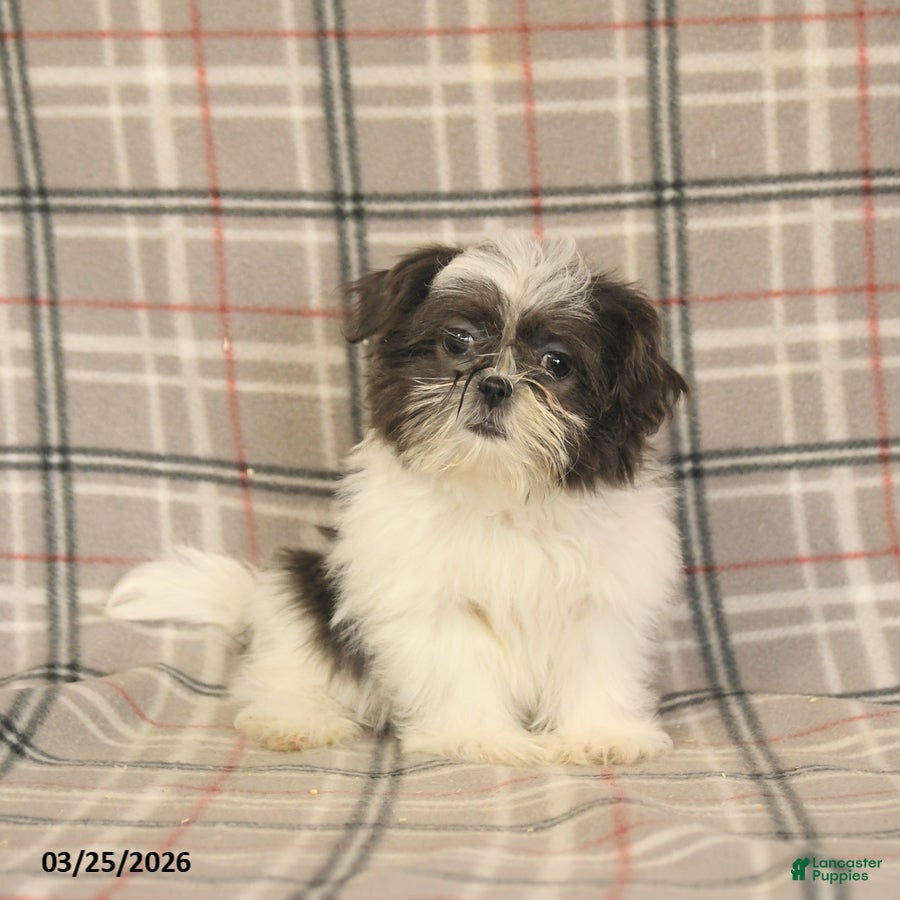 Shih Tzu dogs Wallace - Ad 1