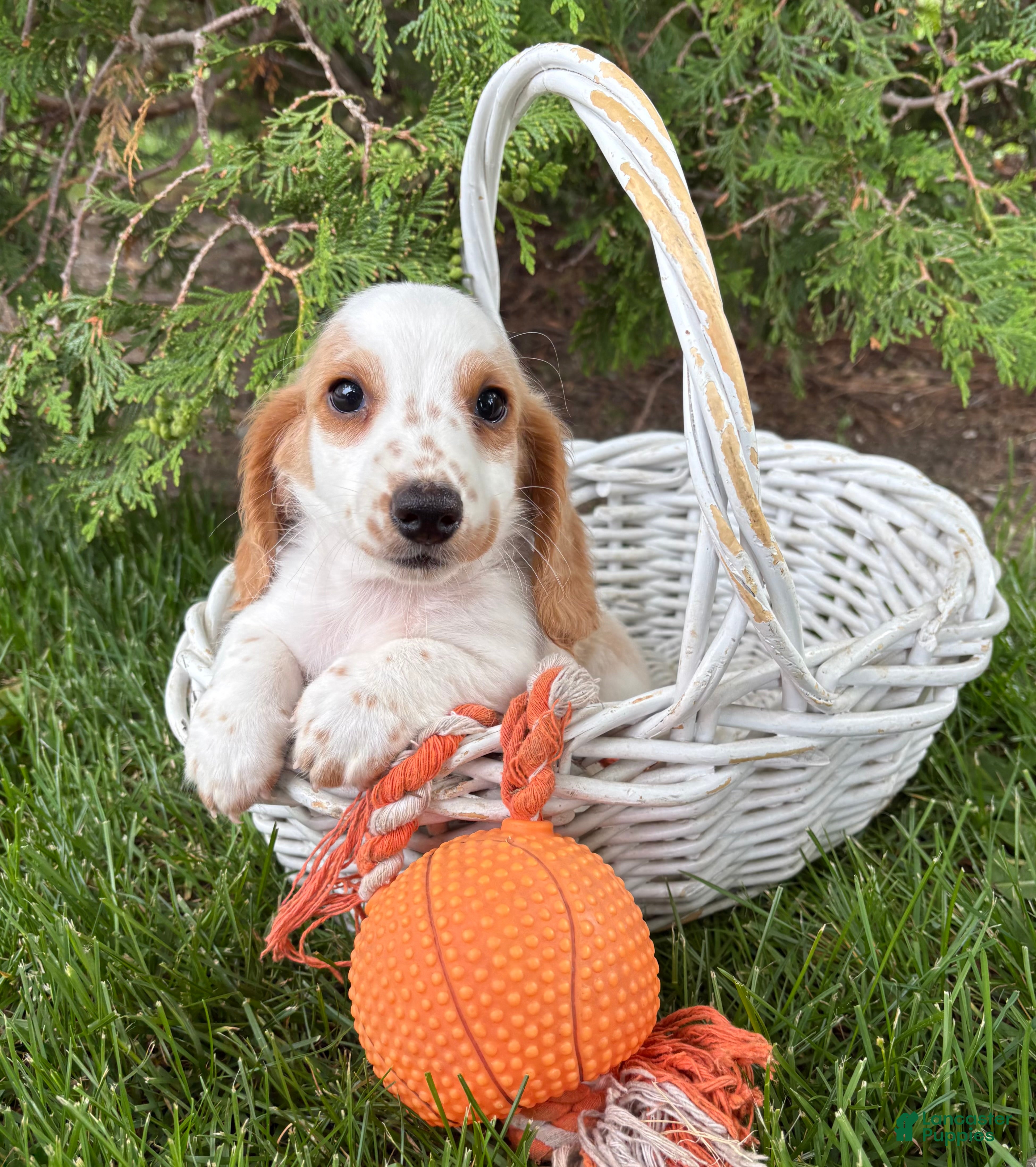 Dachshund dogs Murphy - Ad 2