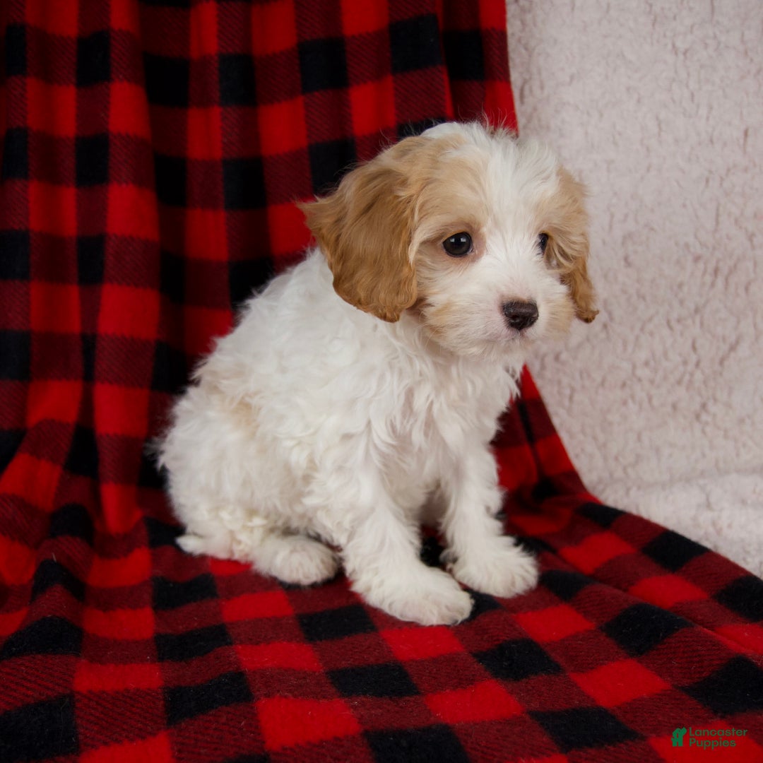 Cavapoo dogs for sale: Penny - Ad 4