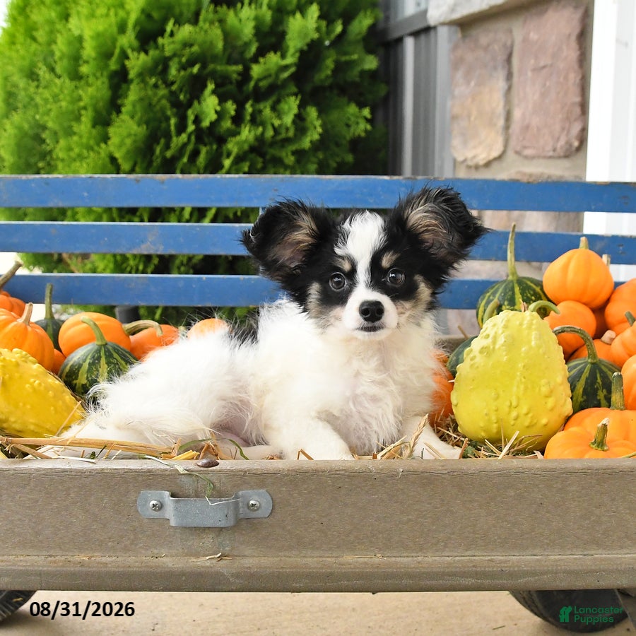 Papillon dogs Moss - Ad 2