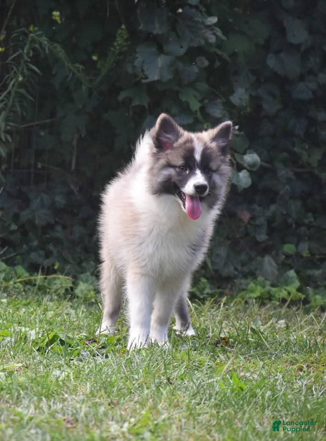 Nenets Herding Laika dogs for sale: Rowan - Ad 9