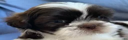 Shih Tzu dogs for sale: Milo - Ad 5