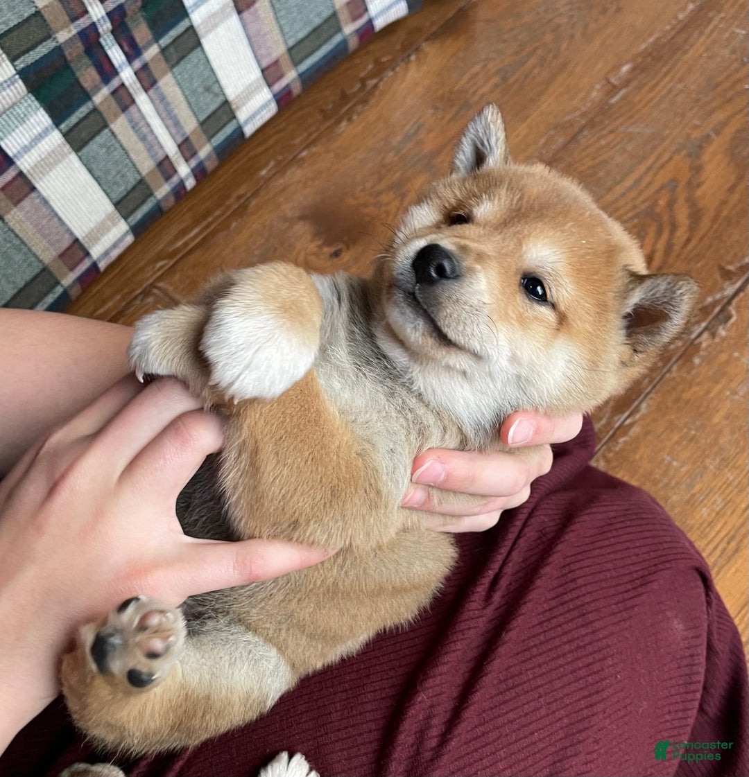 Shiba Inu dogs for sale: Moose - Ad 2