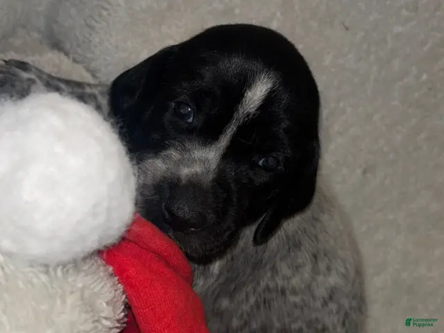 German Shorthaired Pointer dogs for sale: German Shorthaired Pointer Puppy 1 - Ad 2
