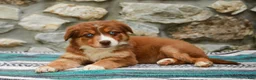 Australian Shepherd dogs for sale: Daisy - Ad 4