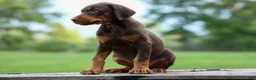 Doberman Pinscher dogs for sale:  Griffin 🐶 - Ad 8