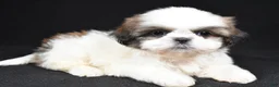 Shih Tzu dogs for sale: Gabe - Ad 1