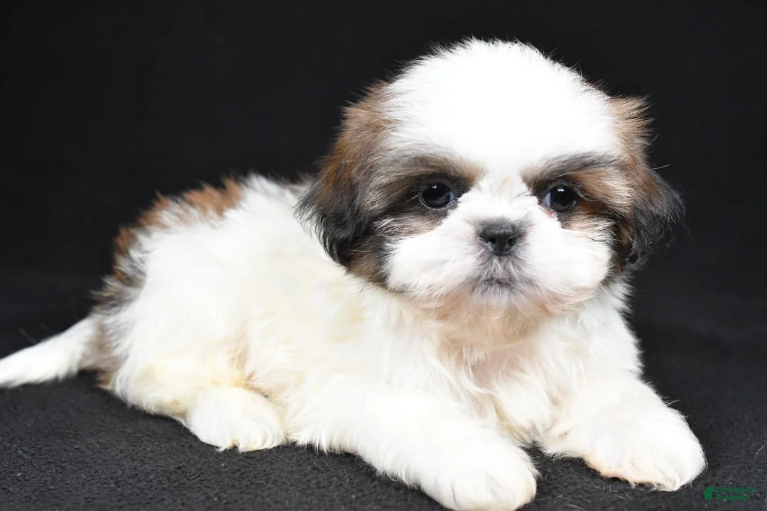 Shih Tzu dogs for sale: Gabe - Ad 1
