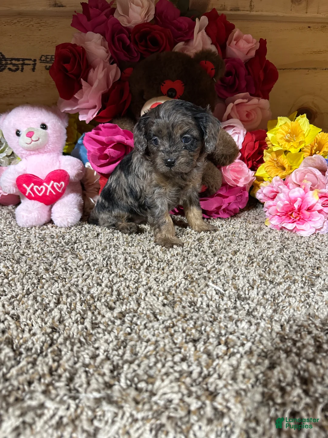 Cavapoo dogs for sale: Cavapoo Puppy 3 - Ad 1