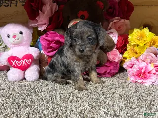 Cavapoo dogs for sale: Cavapoo Puppy 3 - Ad 3