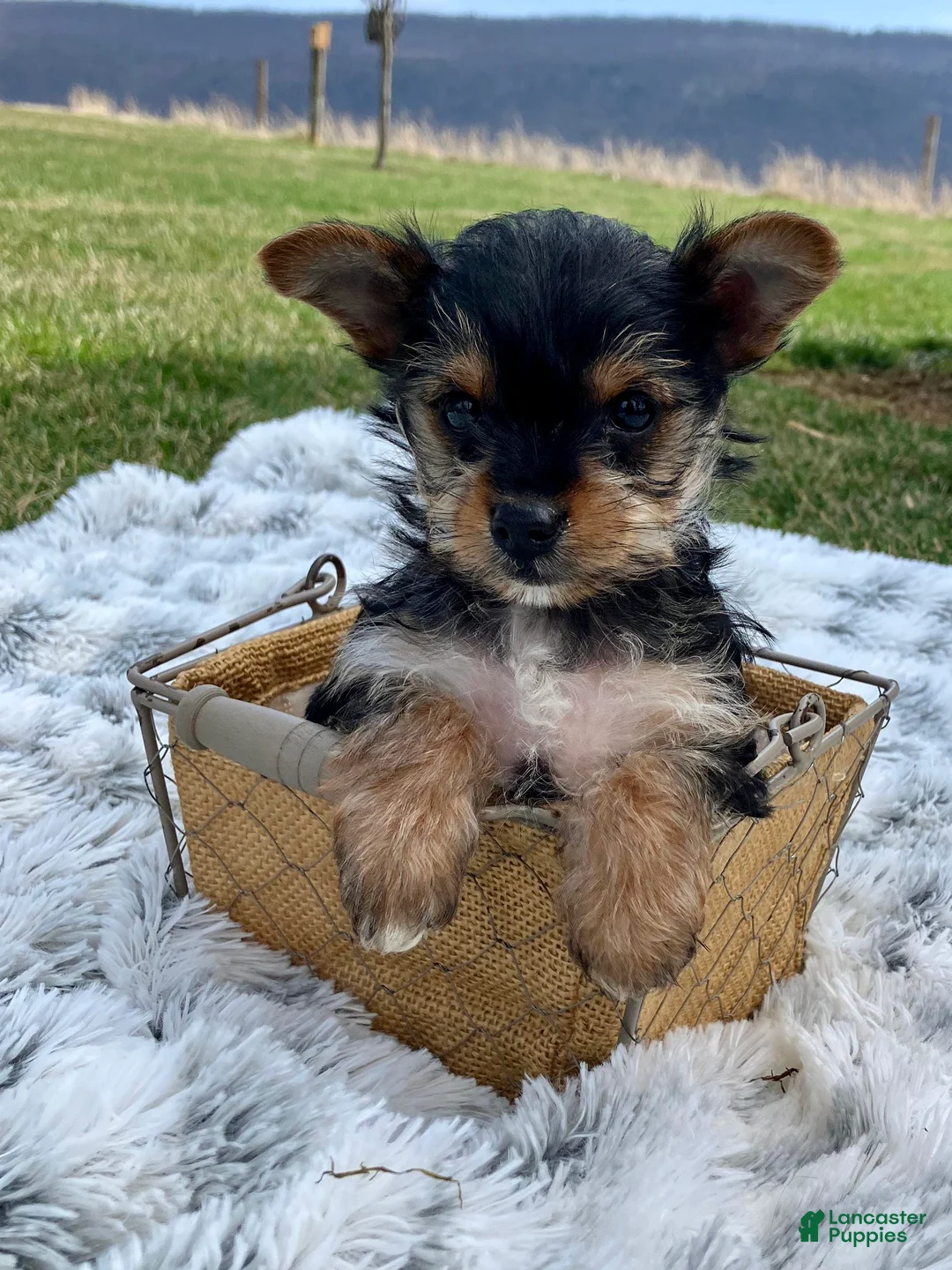 Yorkshire Terrier dogs for sale: Darlin - Ad 1