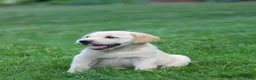 Labrador Retriever dogs for sale: Theo - Ad 3
