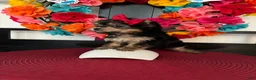 Morkie dogs for sale: Morkie Puppy 1 - Ad 6
