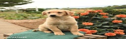 Golden Retriever dogs for sale: Peaches - Ad 5