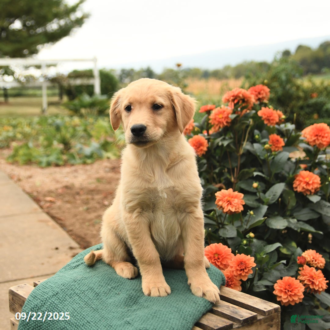 Golden Retriever dogs for sale: Peaches - Ad 5
