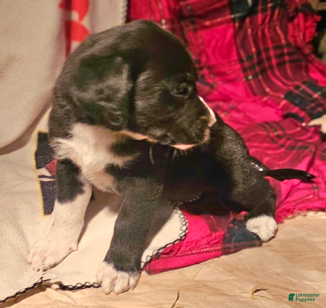 Border Collie dogs for sale: Ice - Ad 3