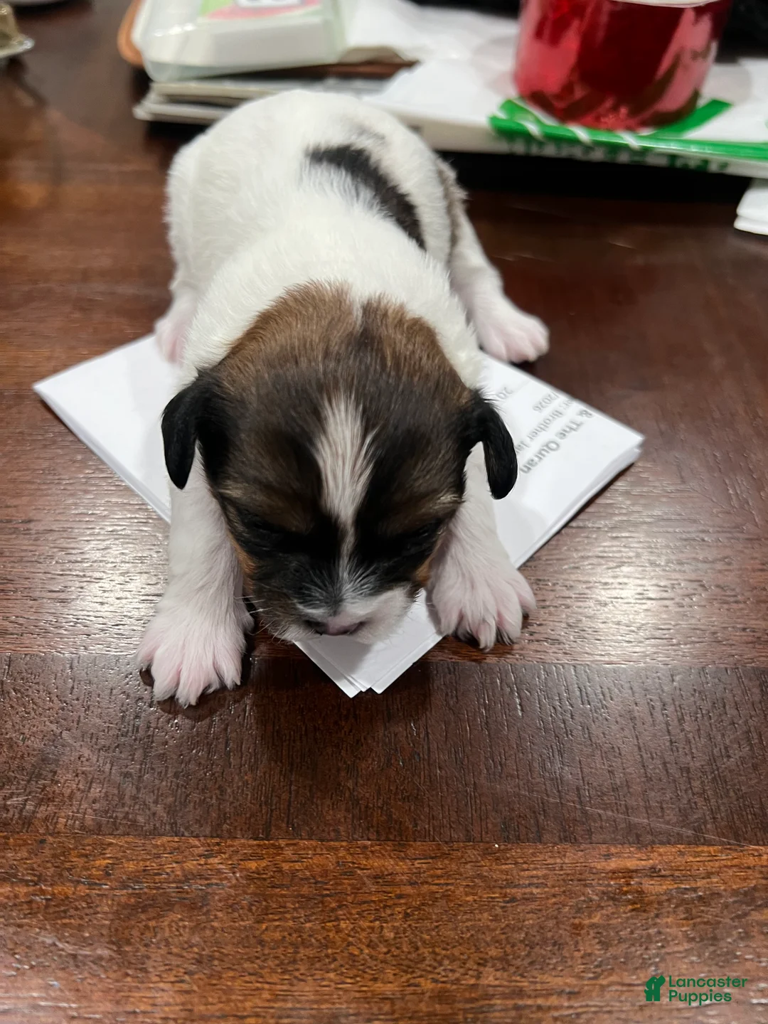 Morkie dogs for sale: Morkie Puppy 3 - Ad 2