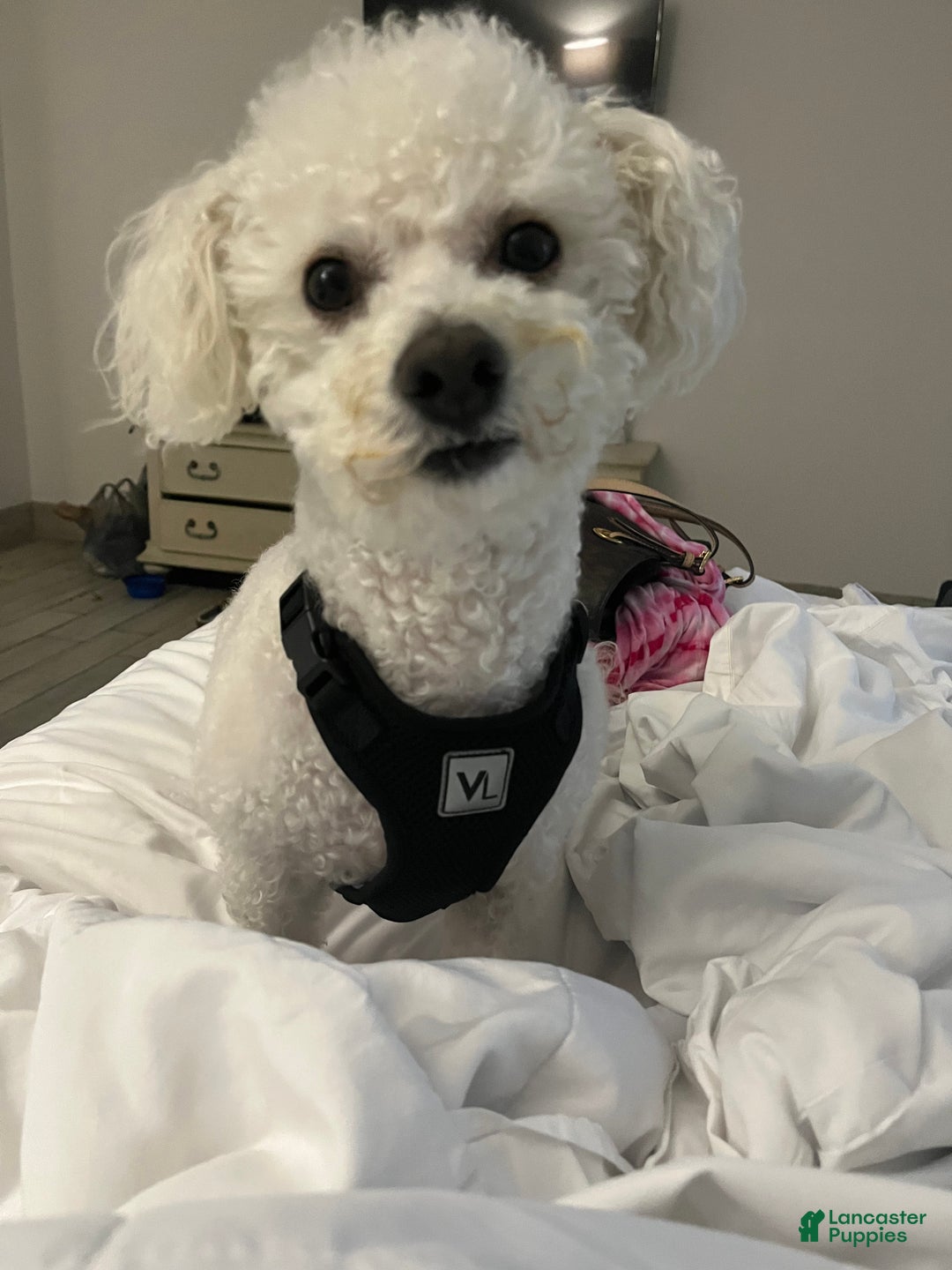 Bichon Frise dogs for stud: Meet Prince - Proven Bichon Frise Stud - Ad 3