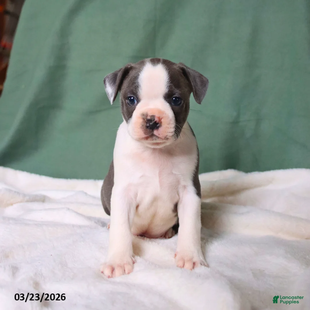 Boston Terrier dogs for sale: Zack - Ad 5