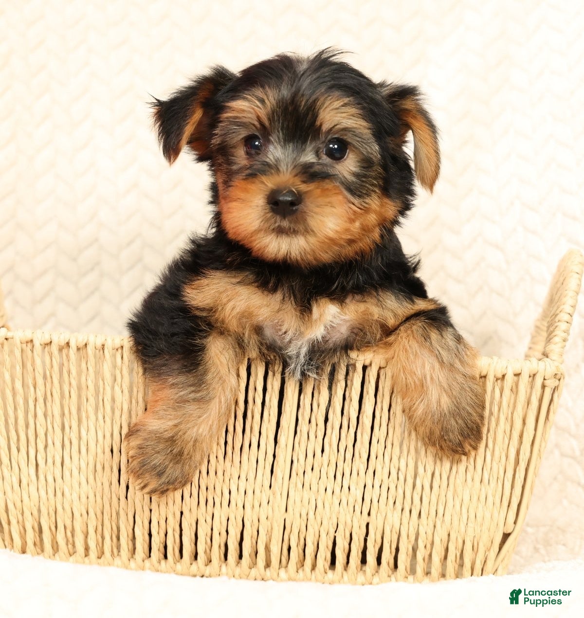 Yorkshire Terrier dogs Leo - Ad 1