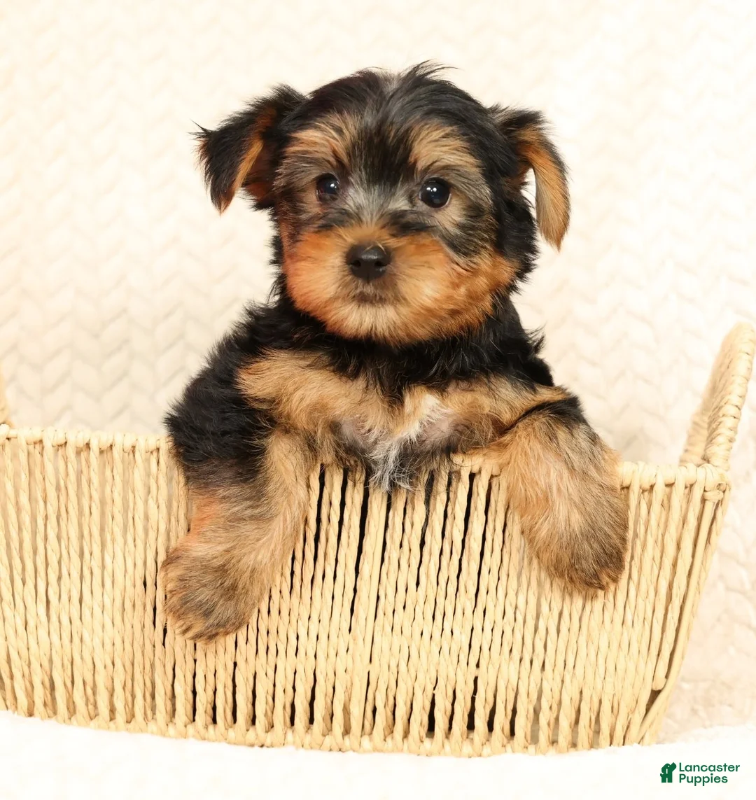 Yorkshire Terrier dogs for sale: Leo - Ad 1