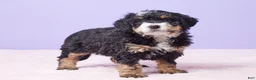 Mini Bernedoodle dogs for sale: Waffles - Ad 8