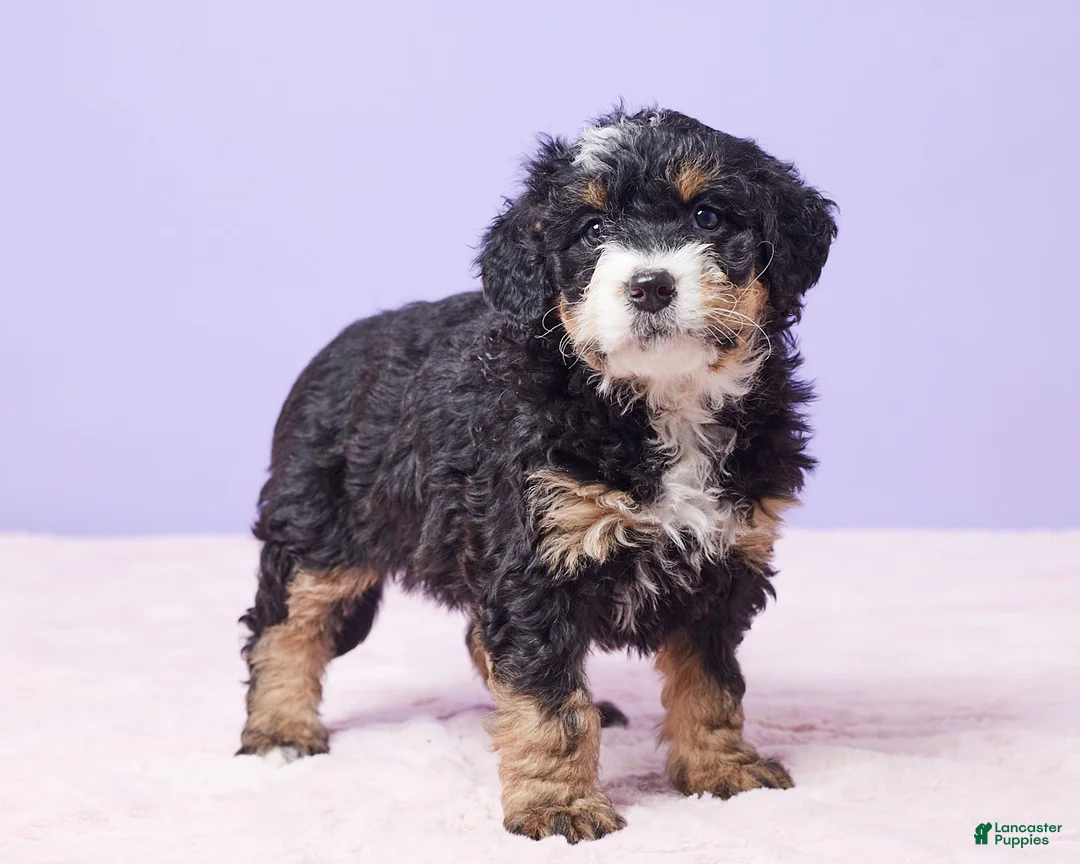 Mini Bernedoodle dogs for sale: Waffles - Ad 8
