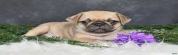 Pug dogs for sale: Jaci - Ad 5