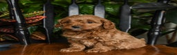 Cavapoo dogs for sale: Buzz - Ad 5