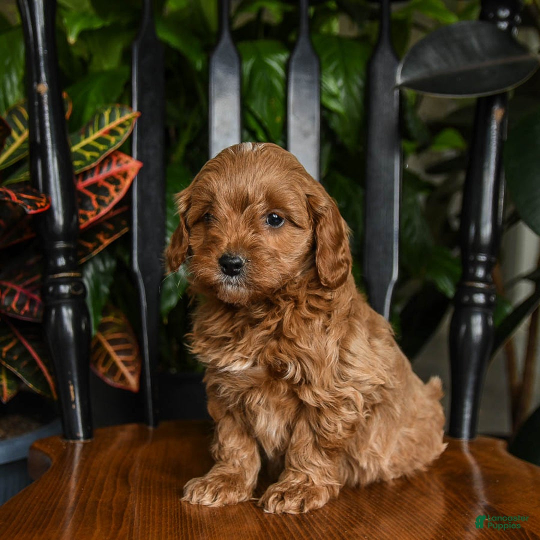 Cavapoo dogs for sale: Buzz - Ad 5