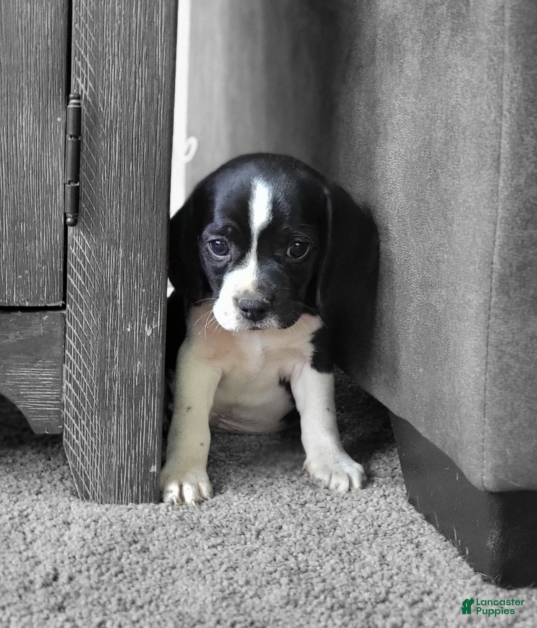 Puggle dogs Flip - Ad 2