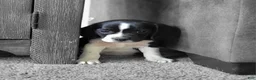 Puggle dogs for sale: Flip - Ad 1