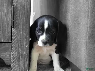 Puggle dogs Flip - Ad 2