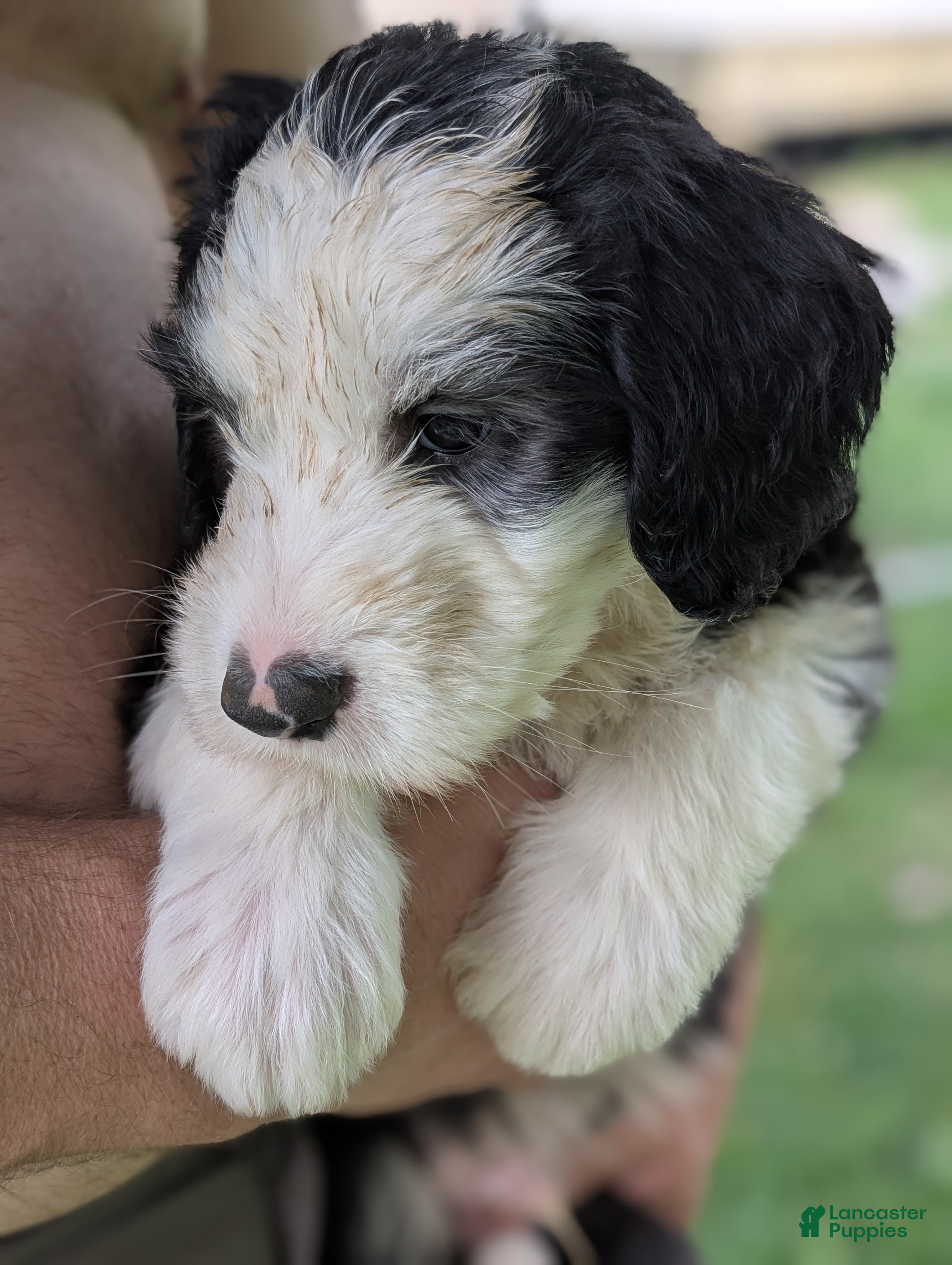 Sheepadoodle dogs Sheepadoodle Puppy 1 - Ad 3