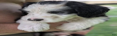 Sheepadoodle Puppy 1