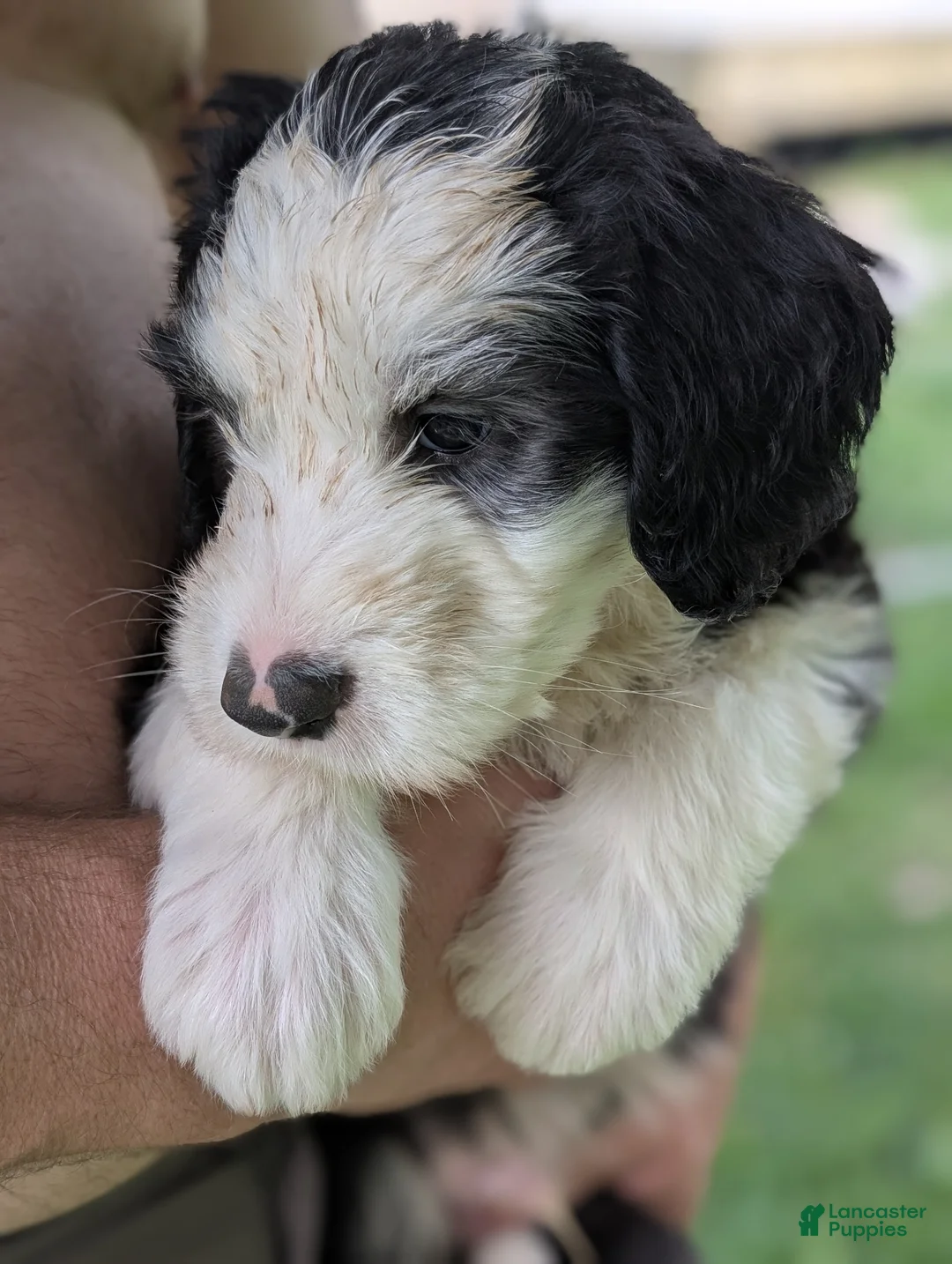 Sheepadoodle dogs for sale: Sheepadoodle Puppy 1 - Ad 1