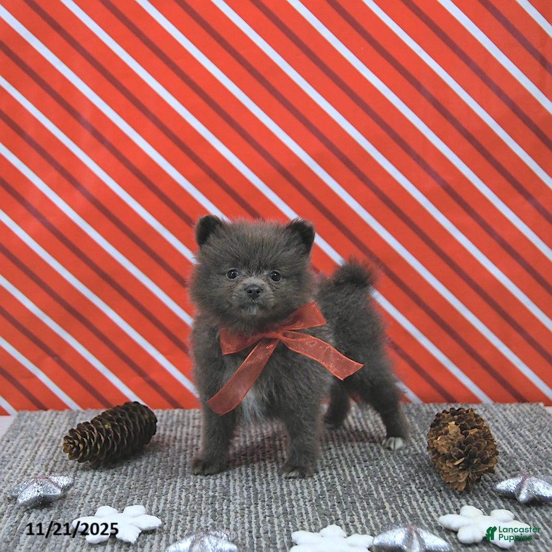 Pomeranian dogs for sale: Luci - Ad 8