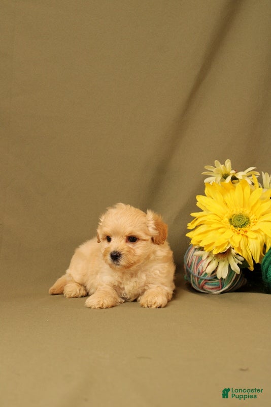 Maltipoo dogs Larry - Ad 2