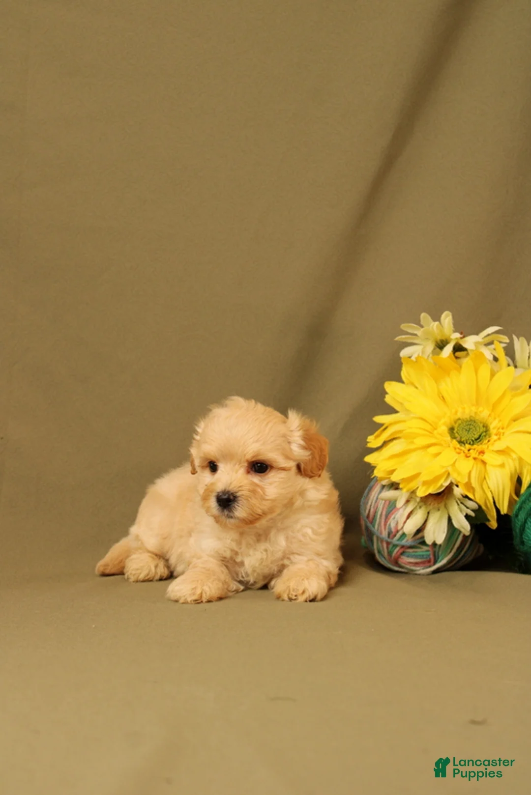 Maltipoo dogs for sale: Larry - Ad 2